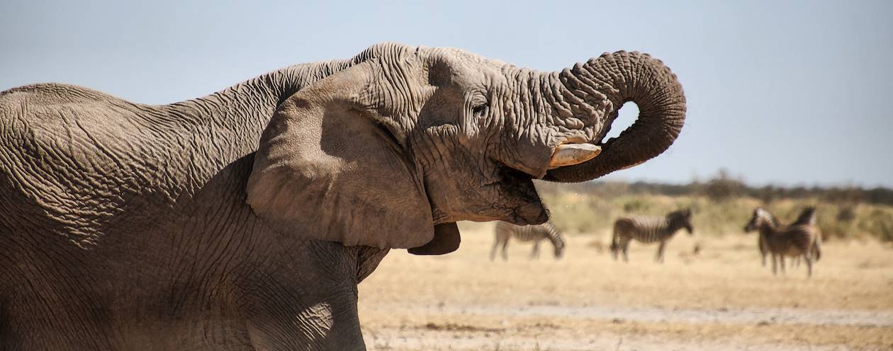 A la rencontre des éléphants du désert - Twyfelfontein - Namibie