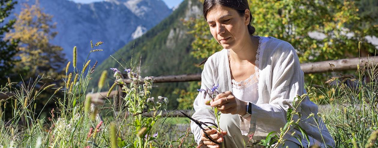 Rencontre avec une herboriste et découverte des plantes endémiques du plateau de Velika Planina - Slovénie