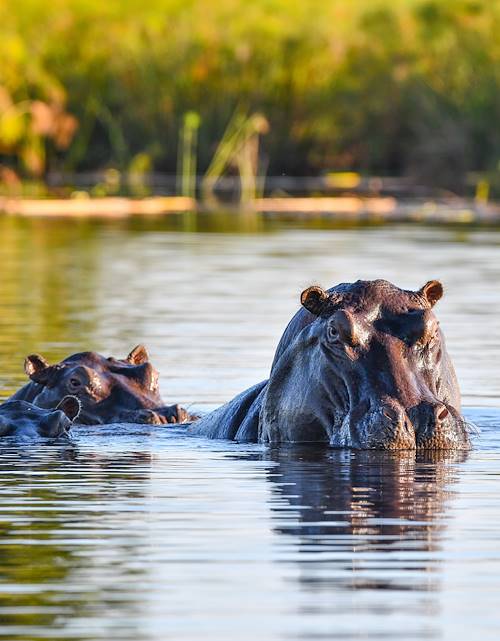 Hippopotames dans le cours d'eau Okavango - Divundu - Namibie