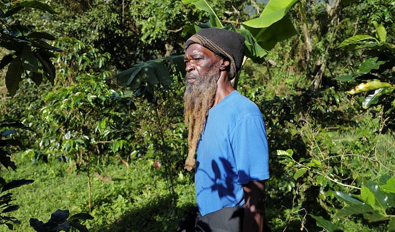 Découverte d'une plantation de café dans les Blue Mountains - Saint Andrew - Jamaïque