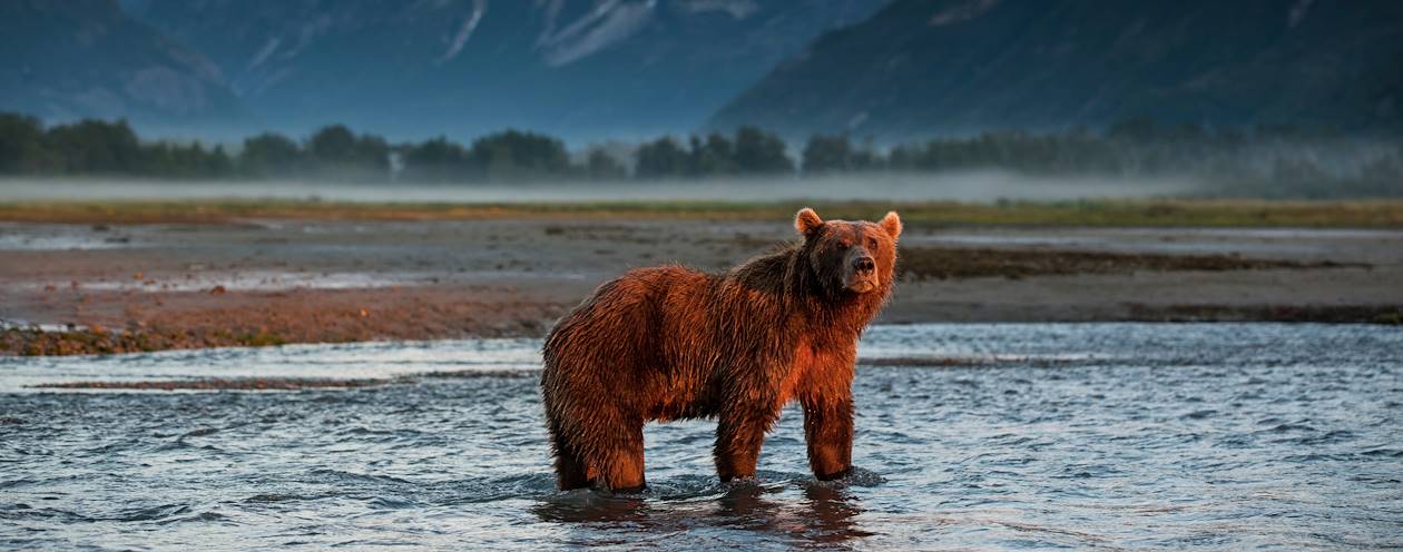 Ours brun dans le parc national Katmai - Alaska - Etats-Unis