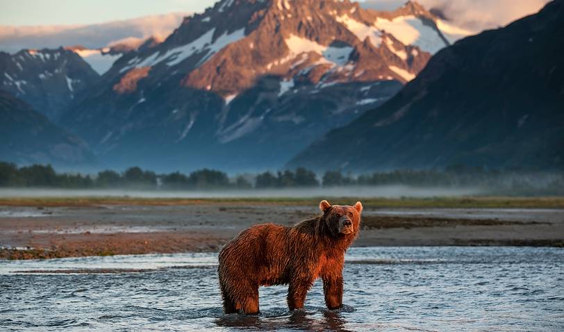 Ours brun dans le parc national Katmai - Alaska - Etats-Unis