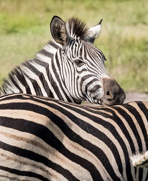 Zèbres dans la réserve de Santa Lucia - Santa Lucia - KwaZulu-Natal - Afrique du Sud