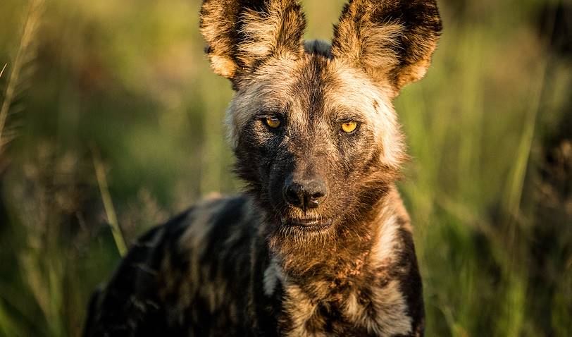 Rencontre avec un lycaon dans la réserve de Madikwe - Afrique du Sud