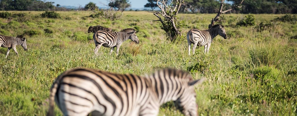 Troupeau de zèbres dans le parc de la zone humide d’iSimangaliso - Santa Lucia - KwaZulu-Natal - Afrique du Sud