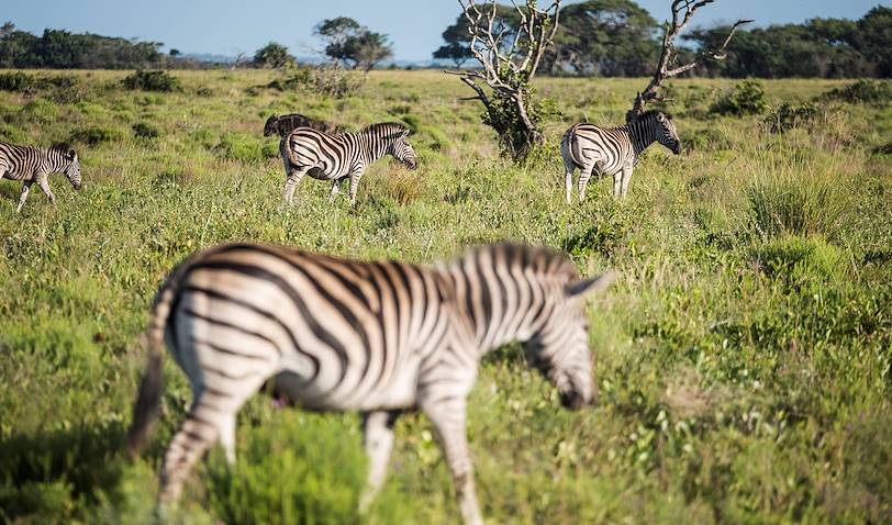 Troupeau de zèbres dans le parc de la zone humide d’iSimangaliso - Santa Lucia - KwaZulu-Natal - Afrique du Sud
