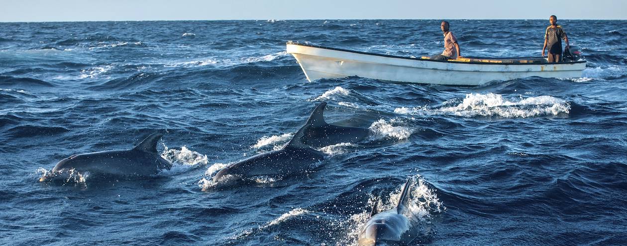 Découverte des dauphins au large de l'île - Kizimkazi - Zanzibar Cote Est - Tanzanie