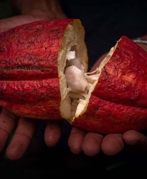 Cacao - Sao Tomé et Principe