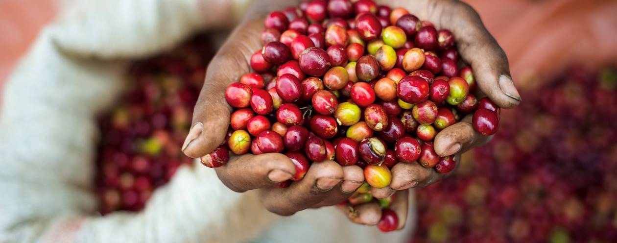 Plantations de café au Rwanda