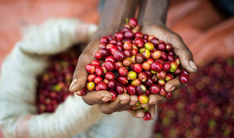 Plantations de café au Rwanda