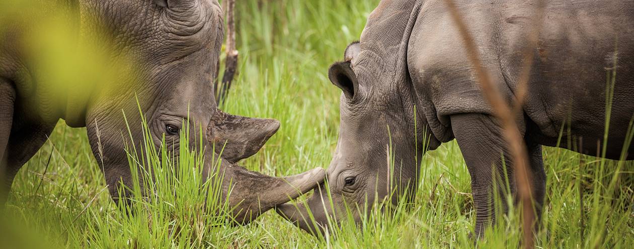 Le Sanctuaire des Rhinocéros de Ziwa - Ouganda
