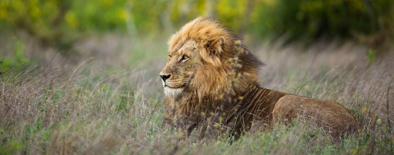 Lion dans le parc Kruger - Afrique du Sud