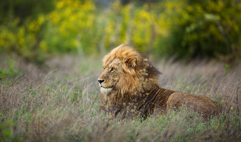 Lion dans le parc Kruger - Afrique du Sud
