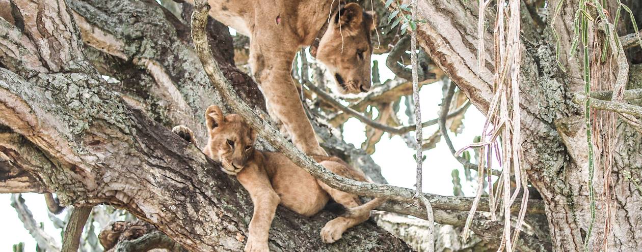 Safari dans le parc national de Queen Elizabeth - Ouganda