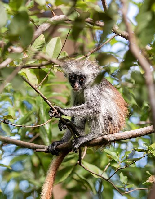 La forêt de Jozani : le Colobe roux - Jozani-Chkwa Bay - Zanzibar - Tanzanie