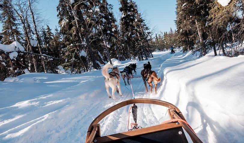 Safari en traîneau à chiens Husky à travers la forêt - Laponie - Finlande