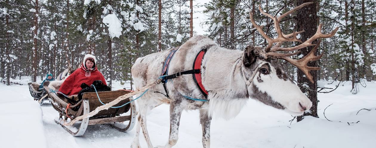 Safari en traîneau à rennes à travers la forêt - Rovaniemi - Laponie - Finlande