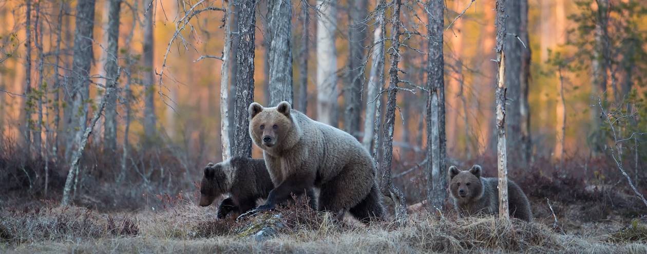 Observation des ours bruns - Ruhtinansalmi - Finlande