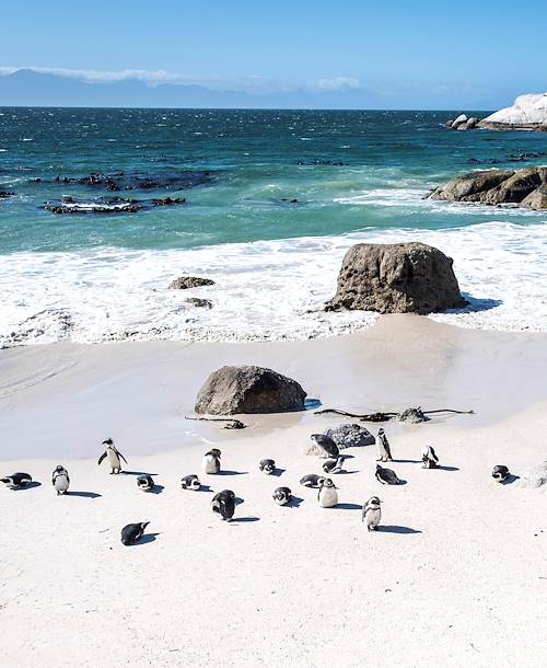 La Péninsule du Cap : colonie de manchots sur la Boulders Beach - Le Cap - Afrique du Sud