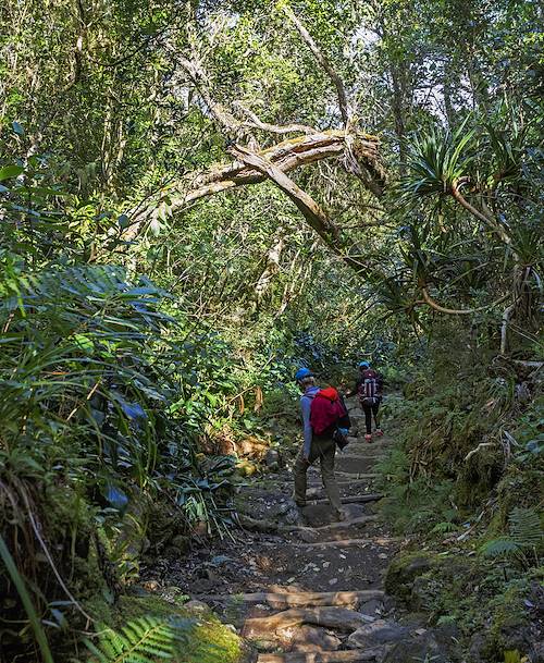 Randonnée dans la forêt de Belouve - Plaine des Palmistes - La Réunion