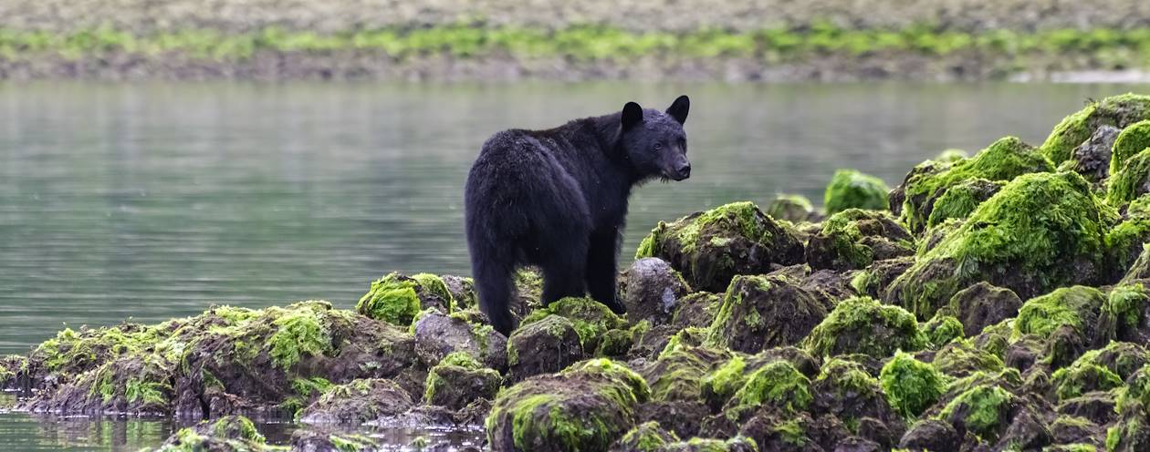 Observation de l'ours noir - Tofino - Colombie Britannique - Canada