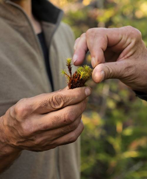 Découverte et observation des plantes et herbes sacrés des Amérindiens - Rawdon - Québec - Canada