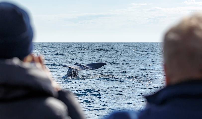 Observation des baleines - Parc National Marin Ballena - Uvita - Costa Rica