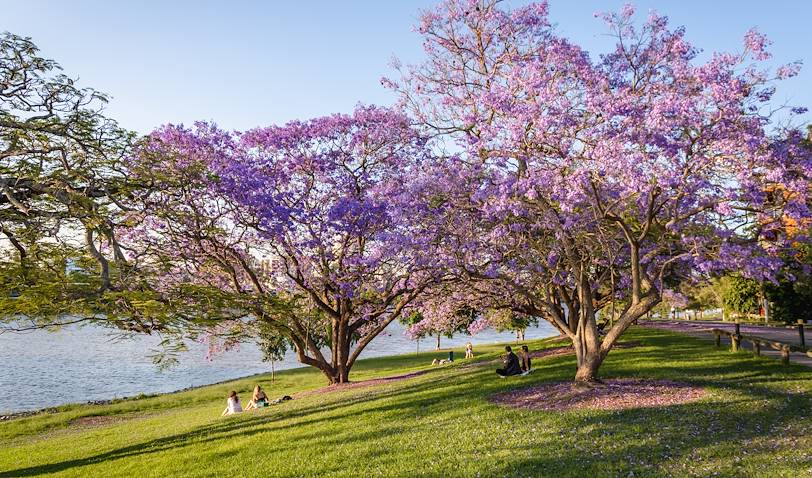 Pique-nique le long de la rivière - Brisbane - Queensland - Australie