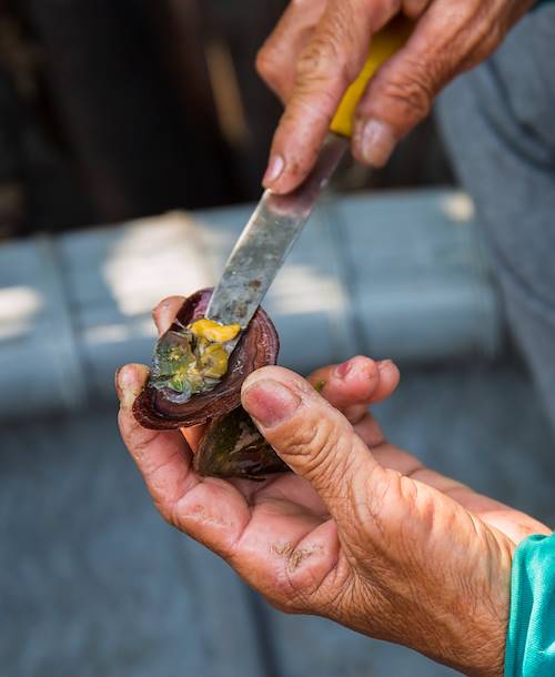 Balade en barque de bambou et dégustation improvisée de coquillages - Hoi An - Vietnam