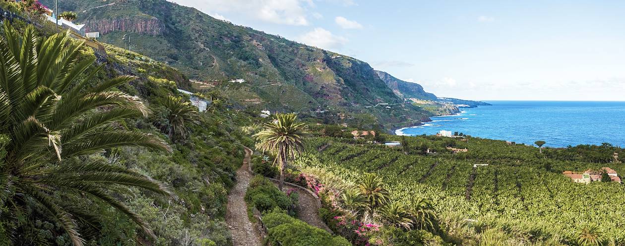 Sentier entre les bananeraies de Tenerife - Îles Canaries - Espagne
