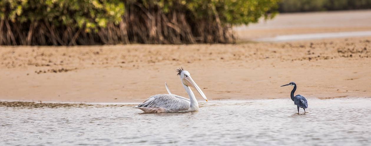 Parc national des oiseaux du Djoudj - Sénégal