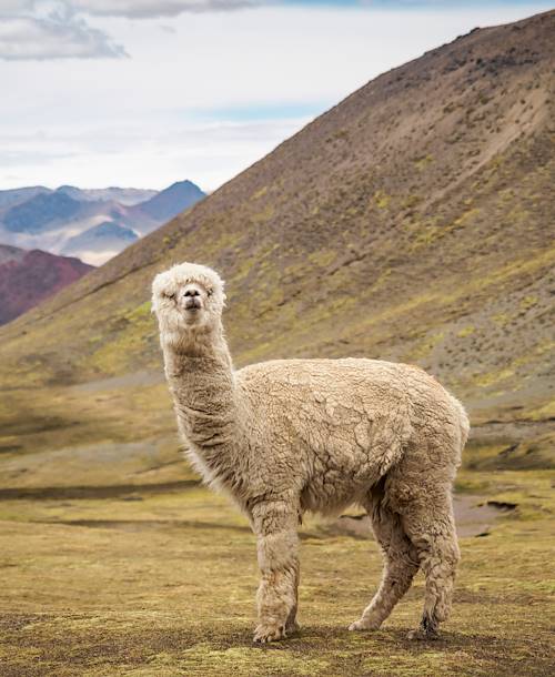 Alpaga sauvage près de Vinicunca - Pérou