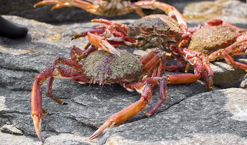 Pêche d'araignée de mer - Ushuaia - Argentine
