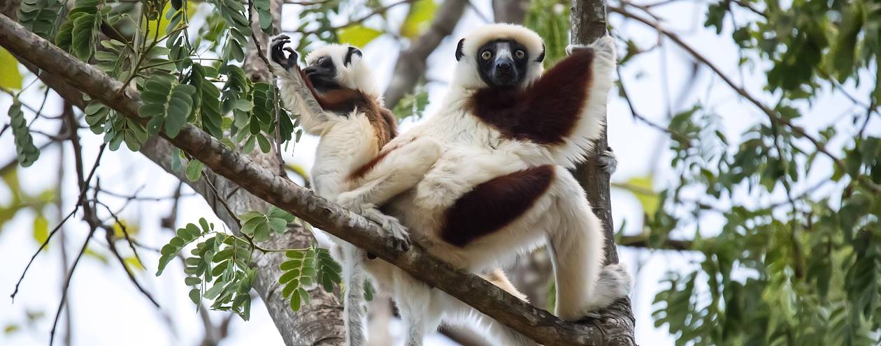 Propithèques couronnés dans l'Aire Protégée d'Andrafiamena - Madagascar