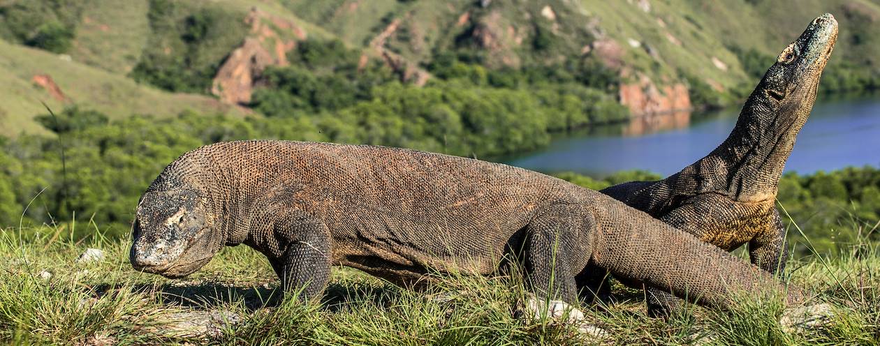 Les varans du parc national de Komodo - Île de Rinca - Indonésie