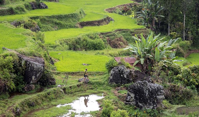 Pays des Toraja - Région de Rantepao - Célèbes - Indonésie