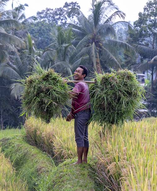 Rencontre dans les rizières de Banyuwangi - île de Java - Indonésie