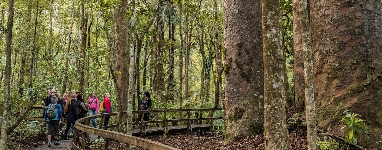 Découverte de la forêt de Waipoua - Île du Nord - Nouvelle Zélande
