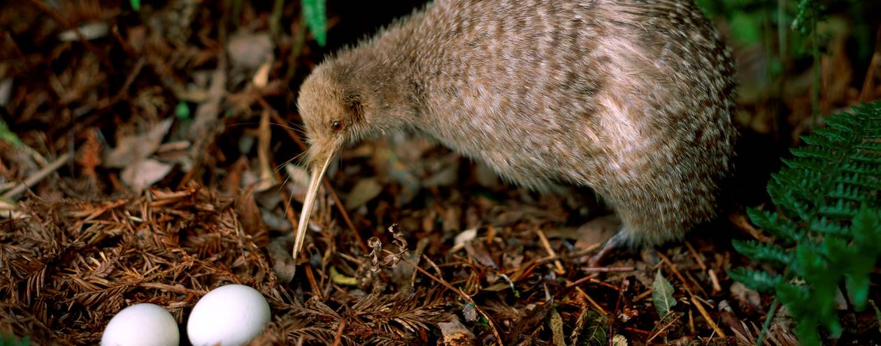 Kiwi et ses oeufs - Île du Nord - Nouvelle Zélande