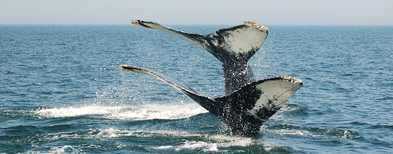 Baleines - Nouveau-Brunswick - Canada