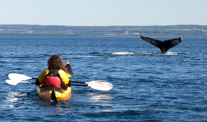 Observation des baleines en kayak - Québec - Canada