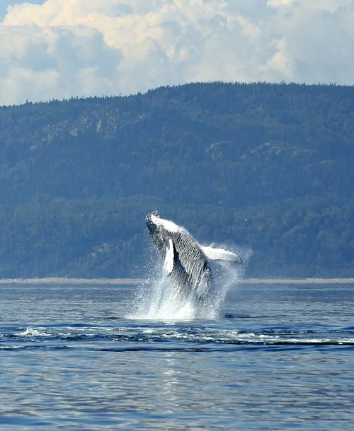 Observation des baleines - Québec - Canada