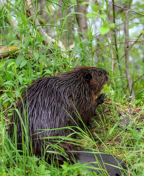 Castor dans la réserve faunique - Matane - Québec - Canada