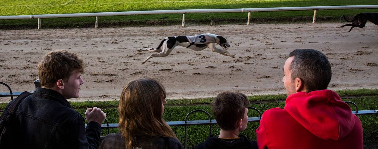 Les courses de lévriers au Greyhound Stadium - Galway - Irlande