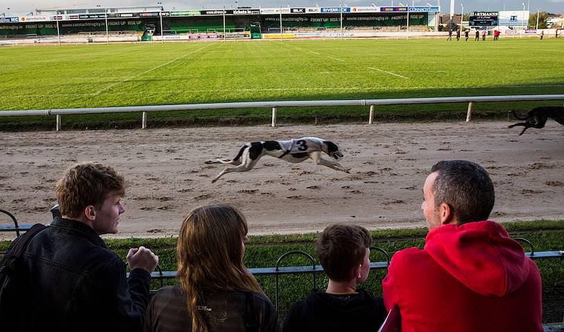 Les courses de lévriers au Greyhound Stadium - Galway - Irlande