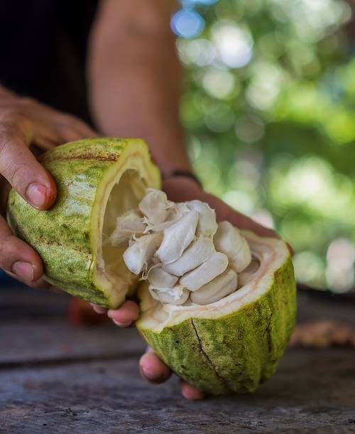 Découverte du cacao au Costa Rica