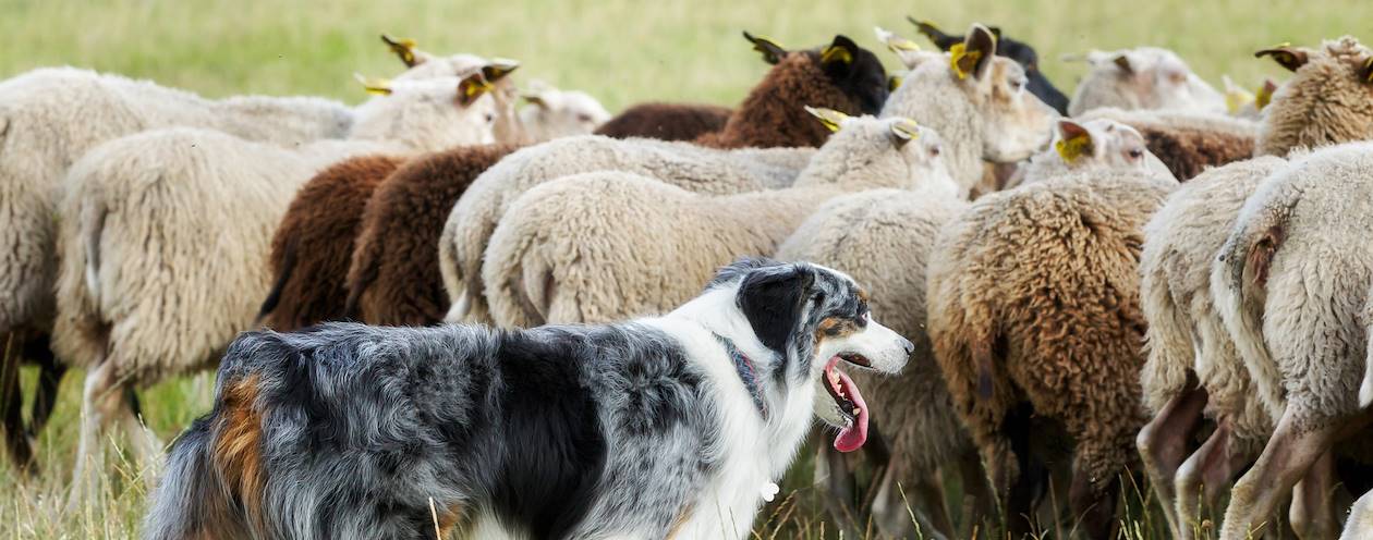 Chien de berger et son troupeau de moutons - Irlande 
