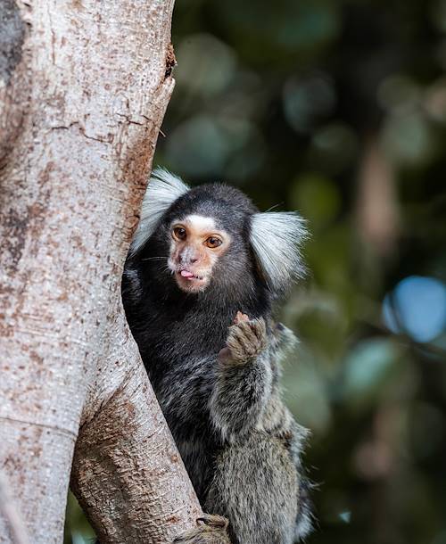 Primate dans le forêt de Tijuca - Rio de Janeiro - Brésil