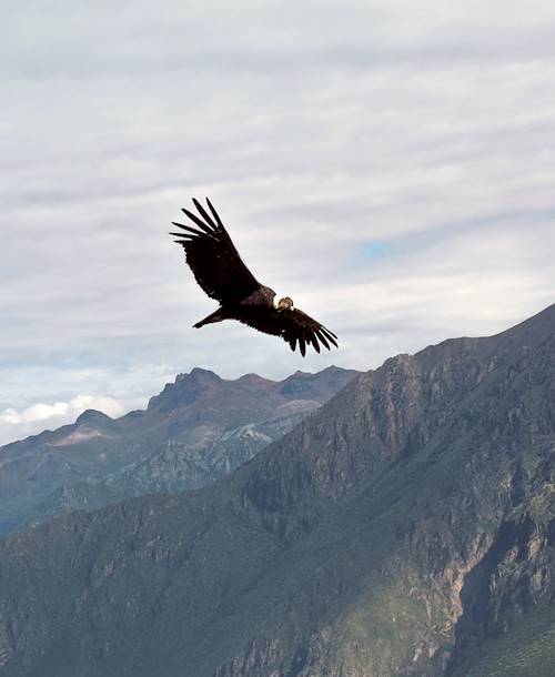 Croix des Condors - Canyon du Colca - Pérou