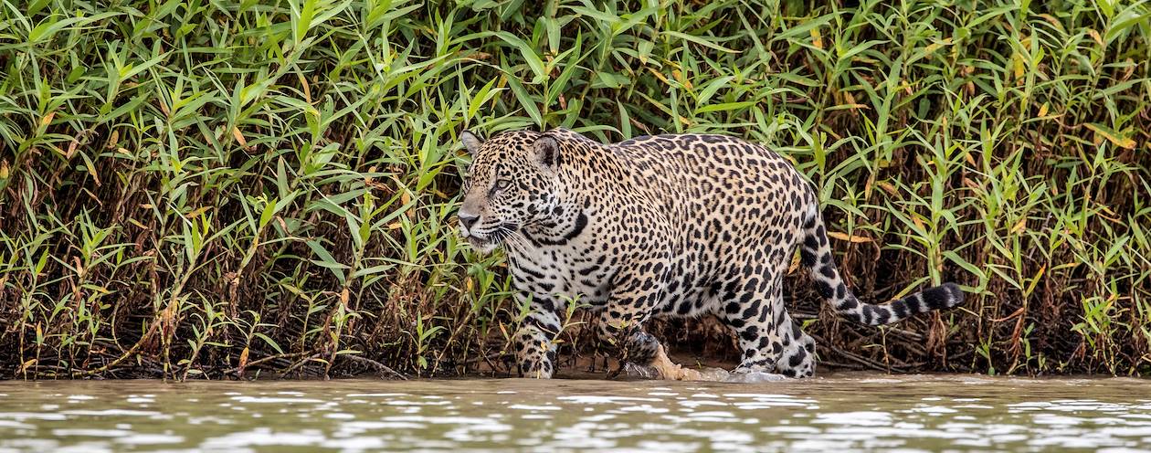 Jaguar du Pantanal - Brésil